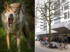 Un lobo muerde a una mujer en un impactante ataque en un concurrido centro comercial