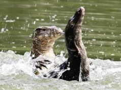 Los gigantes de la jungla urbana de Bangkok: los lagartos monitores