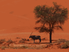 El vídeo con drones del año es impresionante: nunca has visto Namibia así