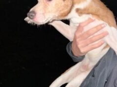 Tres arrestados en Nueva Jersey por arrojar decenas de perros en diferentes ciudades