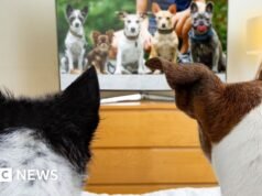 La televisión para perros está en auge, pero ¿la están mirando?