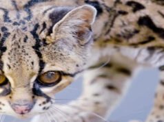 Button, el gato montés arbóreo de Margay en peligro