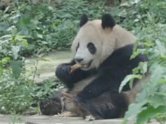 El alcalde de San Francisco dice que la ciudad está en conversaciones para traer pandas de regreso al zoológico antes del viaje a Asia