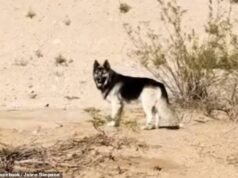 El ‘husky más triste de Estados Unidos’ fue visto vagando por el desierto de Arizona sin agua después de que sus dueños fueran desalojados