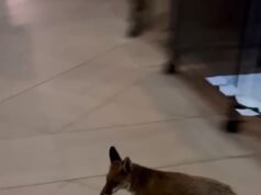 ‘Freda’, la zorra que escapó de la seguridad del Parlamento durante meses, lo que le valió “un mejor índice de asistencia que algunos miembros de los Lores”, capturada y liberada en la naturaleza