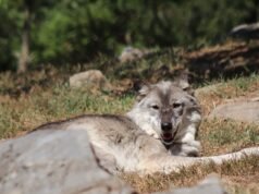 La mano de un niño pequeño se queda atrapada en la boca de un lobo en el zoológico de Hersheypark mientras los padres están distraídos con sus teléfonos