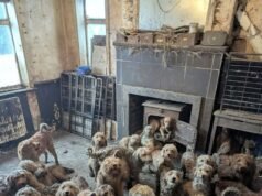 Más de 250 caniches están en UNA casa, después de que los propietarios dijeran que estaban “abrumados con la reproducción”