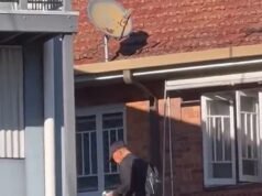 Momento repugnante: una mujer defeca afuera de un café en un suburbio próspero de Brisbane, mientras su pareja espera a su lado con pañuelos en la mano.