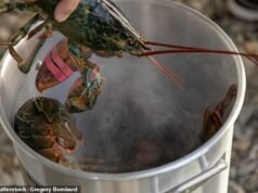 Los científicos piden una prohibición inmediata de hervir vivas las langostas: un estudio confirma que los mariscos pueden sentir dolor