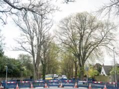 El Consejo que declaró la emergencia climática en un intento por “recuperar” la naturaleza se vio obligado a disculparse tras la tala de un tilo histórico