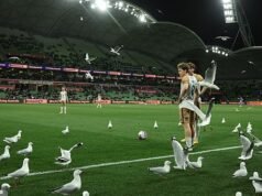 Una bandada de gaviotas causa caos en el partido de fútbol de Melbourne: “Espero que todos hayan pagado sus entradas”