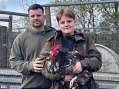 Indignación cuando el consejo prohíbe a los gallos en las parcelas después de “quejas de ruido” por su fuerte canto