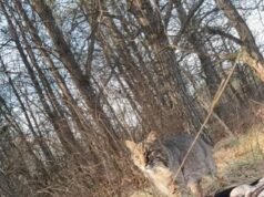 Momento aterrador: adolescente de Wisconsin mutilado por BOBCAT durante la caza de pavos