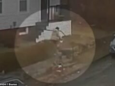 Momento impactante: una mujer de Massachusetts fue mutilada por un FOX rabioso… antes de que una criatura viciosa se abalanzara contra el policía que vino a ayudar