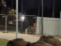 Hasta 3.000 jabalíes arrasan la capital polaca, y los cazadores reciben órdenes de matar en el momento