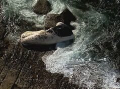 El mayor riesgo de tiburones provoca el cierre de playas durante días festivos en Nueva Gales del Sur después de que una ballena muerta apareciera en la costa