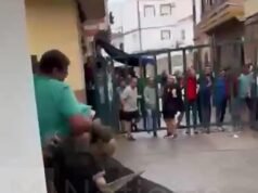 Horrible momento: un fiestero muere corneado en la famosa ‘calle del infierno’ durante un festival de toros en España
