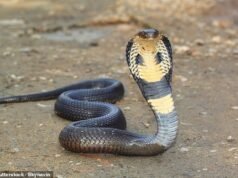 Turista muere después de que una ‘cobra’ le mordiera la pierna cuando un encantador de serpientes la dejó deslizarse dentro de sus pantalones durante un espectáculo en Egipto