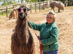 Siete llamas son sacrificadas tras un brote de tuberculosis en una granja de “caminatas y terapia” y 27 más están aisladas