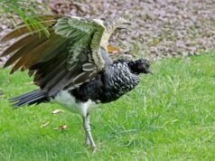 Pájaros con armas integradas en sus alas.
