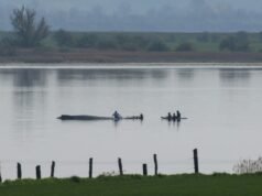 Rescate de ballena varada frente a costas alemanas en “fase decisiva”