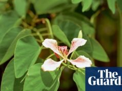 “Estas flores han sido testigos de cosas horribles”: la generosa granada de Steve McQueen – en imágenes