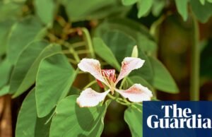 “Estas flores han sido testigos de cosas horribles”: la generosa granada de Steve McQueen – en imágenes