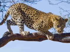 Mira cómo un leopardo y un león pelean con tanta fuerza que se caen del árbol