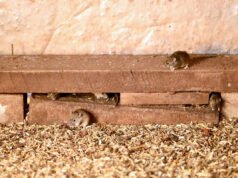 La plaga de ratones llega mientras miles de ratones pululan por las granjas