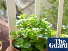 Cómo almacenar hierbas blandas | cocineros