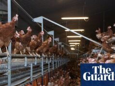 El plan del gobierno para relajar las reglas sobre las granjas industriales de pollos es incorrecto | Agricultura