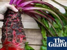 ¡No puedo creerlo! Un humilde mangelwurzel será la estrella de la exposición floral de Chelsea | Exposición floral de Chelsea