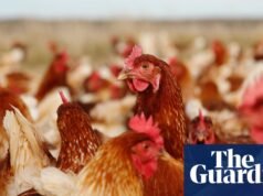 La soja no es el único componente de la alimentación de las aves | Agricultura