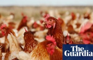 La soja no es el único componente de la alimentación de las aves | Agricultura