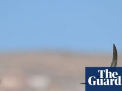 Network Rail debe restaurar rápidamente los sitios de anidación | Aves