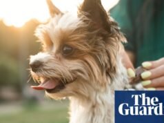 ¿Rastreador de actividad para Fido? Los expertos están divididos sobre los beneficios de la tecnología portátil para mascotas | Tecnología
