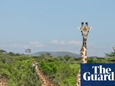 Hace tiempo que debería haber una prohibición en el Reino Unido de las importaciones de trofeos de caza | Caza