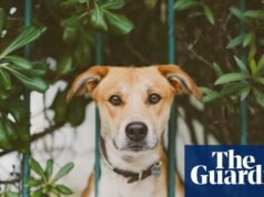 Un trabajo que me cambió: pasé un año leyendo contadores de electricidad y redescubrí el placer de escribir | libros australianos