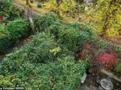 Se resuelve el misterio del cadáver momificado descubierto en la jungla de nudos de Chelsea en una mansión de £ 4 millones