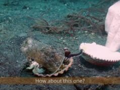 Un buzo convence a un pequeño pulpo para que cambie un vaso de plástico por una concha en un vídeo digno de Pixar