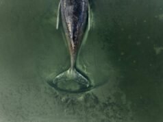 Voluntarios que ayudan a una ballena jorobada varada en el Báltico reciben amenazas de muerte