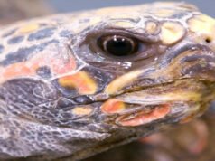 La tortuga radiada se enfrenta a un rápido declive en Madagascar