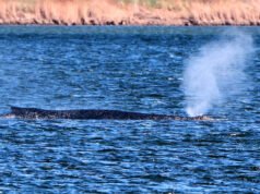 Los rescatistas alemanes planean utilizar cojines de aire para salvar a la ballena varada Timmy