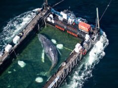 Una barcaza que transporta a Timmy, la ballena jorobada, inicia su viaje hacia el Mar del Norte