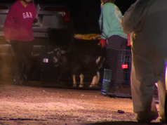 Mujer mexicana arrestada por 44 cargos de abuso animal después de que más de 160 animales fueran retirados de su propiedad, dice la oficina del sheriff