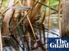 Pavimentar es una locura: deberíamos dejar que nuestros jardines crezcan como lo pretende la naturaleza | Jardines