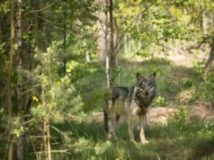 Un lobo solitario burló a los cazadores en la Selva Negra y luego desapareció