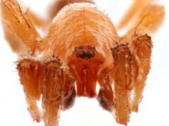 Esta diminuta especie de araña fue captada en vídeo por primera vez