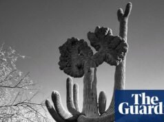 “Parece que este cactus está predicando”: la mejor foto del teléfono de Joseph Cyr | Fotografía