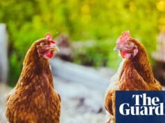 El pollo clorado viene con advertencias de seguridad | Seguridad alimentaria